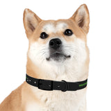Seawolves Dog Collar