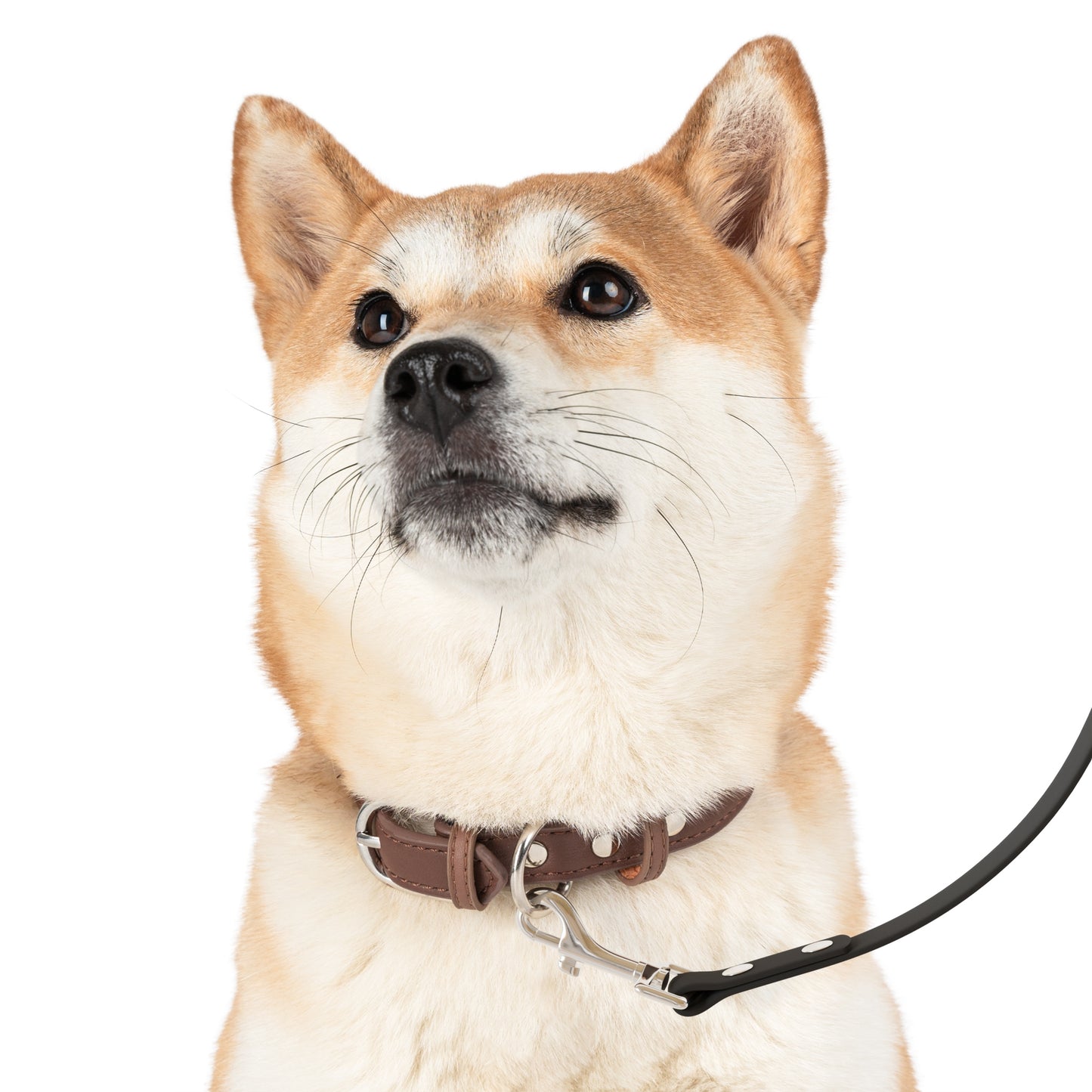 ONLINE ONLY: Seawolves Pet Leash